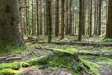 Image showing idyllic forest scenery