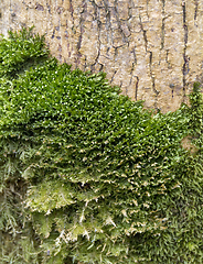 Image showing green moss detail