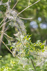 Image showing ermine moth caterpillars and web