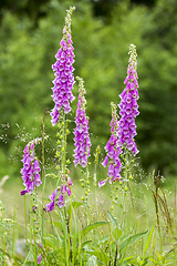 Image showing common foxglove flowers