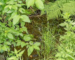 Image showing mixed vegetation closeup