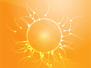 Image showing Human egg cell fertilization