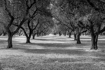 Image showing Olive trees plantation