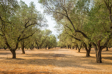 Image showing Olive trees plantation
