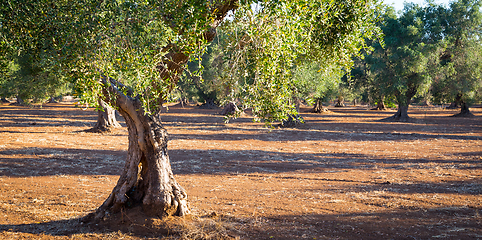 Image showing Old olive trees in South Italy