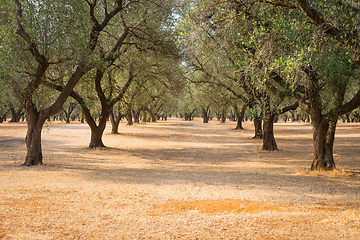 Image showing Olive trees plantation