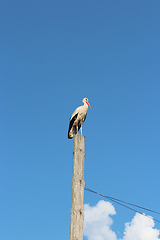 Image showing stork standing on the telegraph-pole