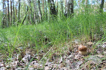 Image showing Beautiful and small cep in the grass