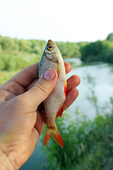 Image showing rudd caught in the fishing