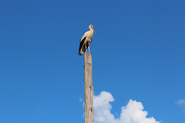 Image showing stork standing on the telegraph-pole