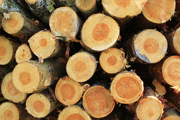 Image showing lumber from pines and birches