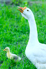 Image showing gosling with goose