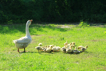 Image showing goslings with goose on the grass