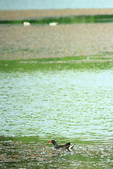 Image showing duck of Eurasian coot on the pond