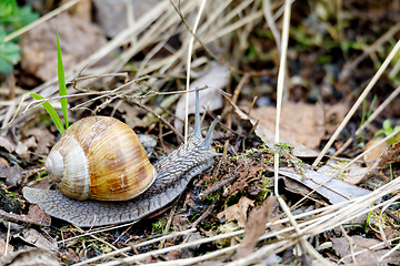 Image showing Garden snail (Helix aspersa)