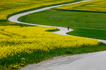 Image showing Beautiful rape field spring rural landscape