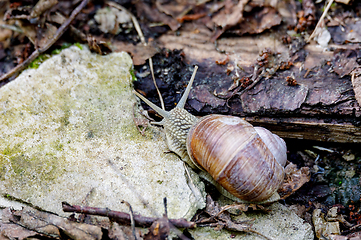 Image showing Garden snail (Helix aspersa)