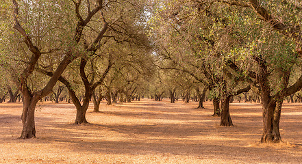 Image showing Olive trees plantation