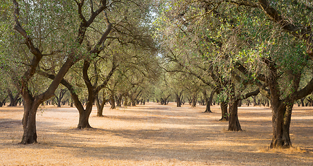 Image showing Olive trees plantation