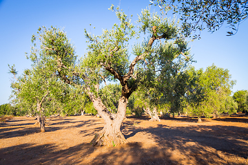 Image showing Old olive trees in South Italy