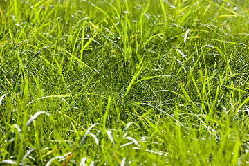 Image showing green grass