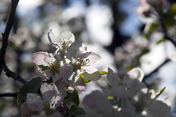 Image showing white flowers