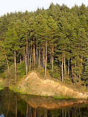 Image showing high pine trees