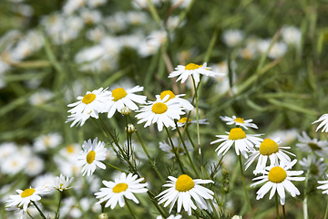 Image showing chamomile flowers