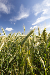 Image showing ears of green rye