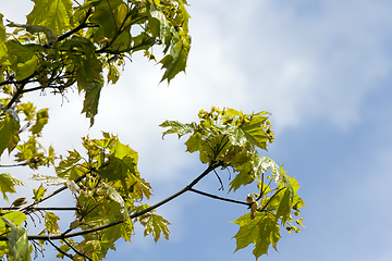 Image showing maple in spring