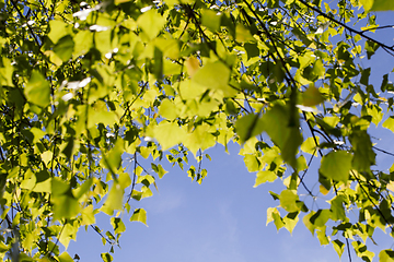 Image showing young green foliage