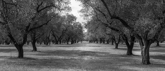 Image showing Olive trees plantation