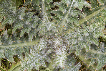 Image showing radial thistle closeup