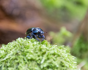 Image showing blue dung beetle