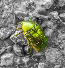 Image showing iridescent flower chafer