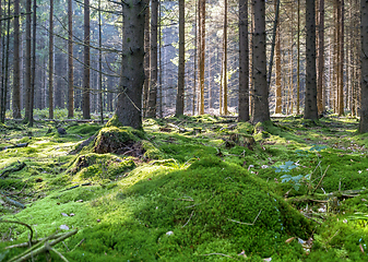 Image showing idyllic forest scenery