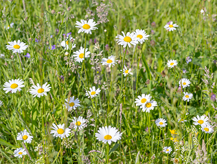 Image showing wildflowers at spring time