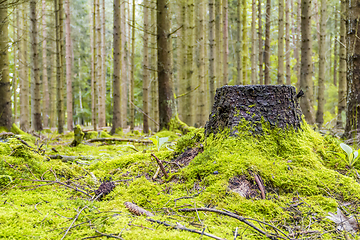 Image showing idyllic forest scenery