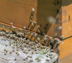 Image showing Beehive and bees