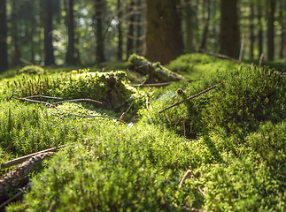 Image showing sunny forest scenery