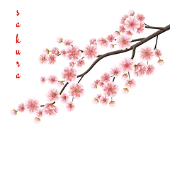 Image showing Realistic sakura blooming flowers. EPS 10