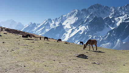 Image showing Horses in Nepal village