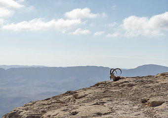 Image showing Trekking in Negev dramatic stone desert, Israel 