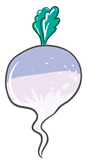 Image showing Turnip, vector or color illustration.