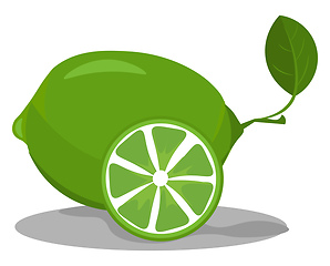 Image showing Lime in green color vector or color illustration