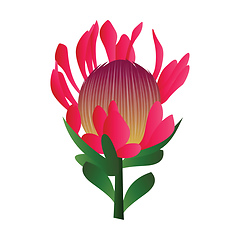 Image showing Vector illustration of bright pink protea flower with green leaf