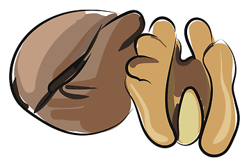 Image showing Walnuts, vector or color illustration.