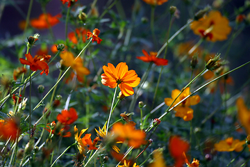 Image showing Yellow flower