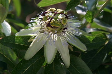 Image showing Passion Flower