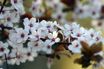 Image showing Close up of fruit flowers in the earliest springtime